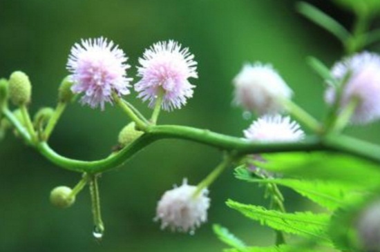 含羞草的花语及传说，花语代表害羞以及礼貌