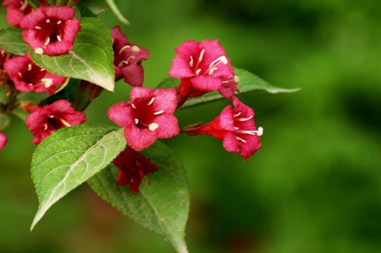 锦带花什么时候开花，春末4～6月开花