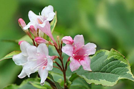 锦带花的四季管理，春季施肥夏季洒水降温