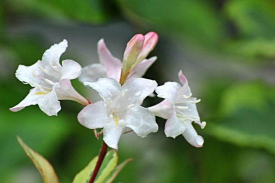 锦带花的四季管理，春季施肥夏季洒水降温