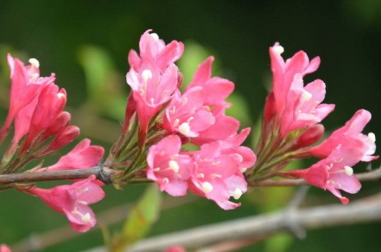 锦带花的四季管理，春季施肥夏季洒水降温