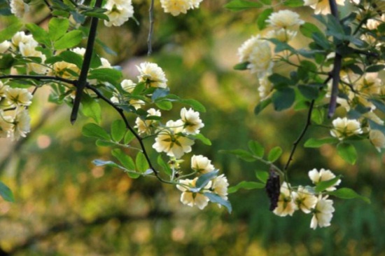 木香花一年开几次