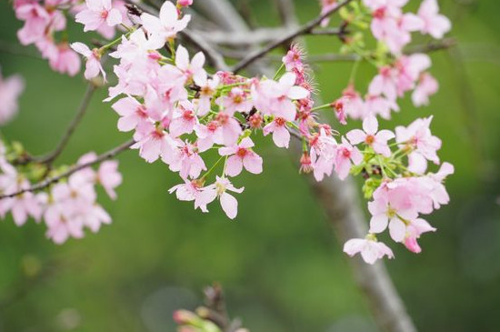 樱花的起源