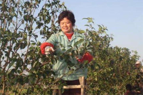 桂花树太高怎么截