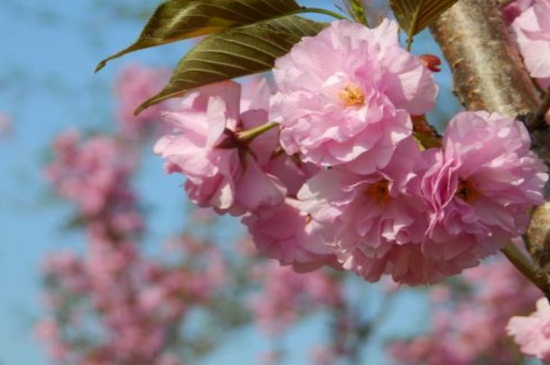 平坝农场樱花观赏时间