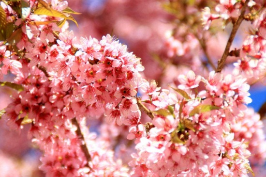 平坝农场樱花观赏时间