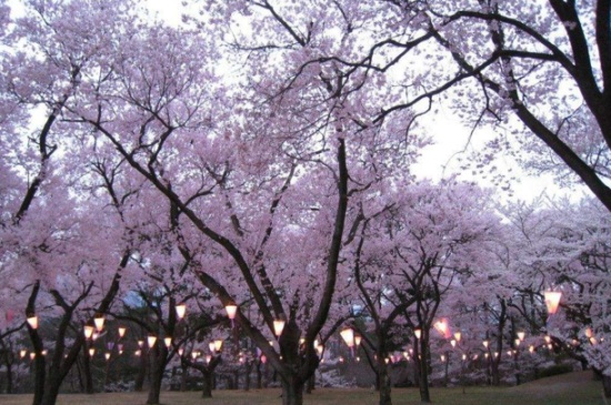 平坝农场樱花观赏时间