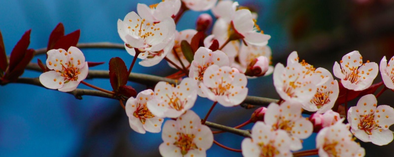 平坝农场樱花观赏时间