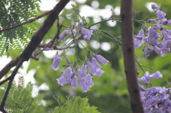 蓝花楹怎么种植