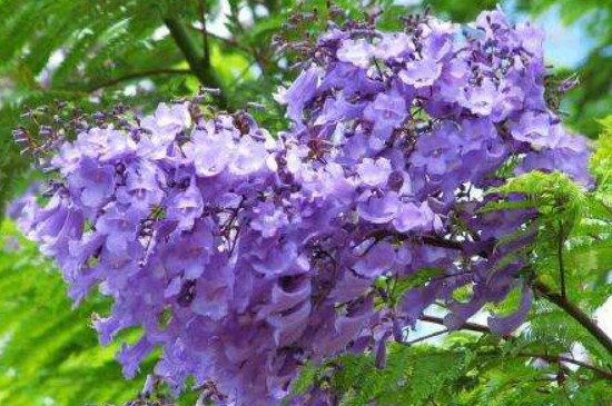 蓝花楹怎么种植