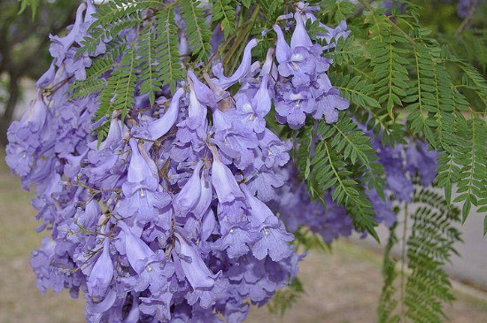 蓝花楹如何施肥