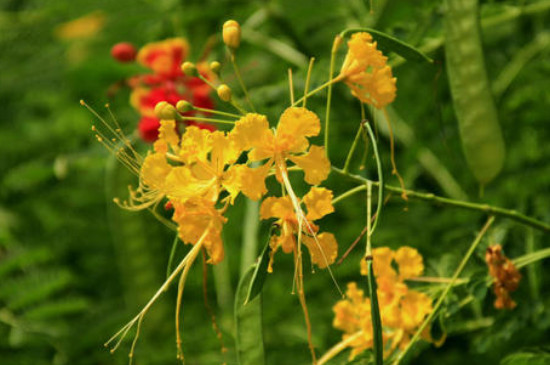 金凤花如何开花