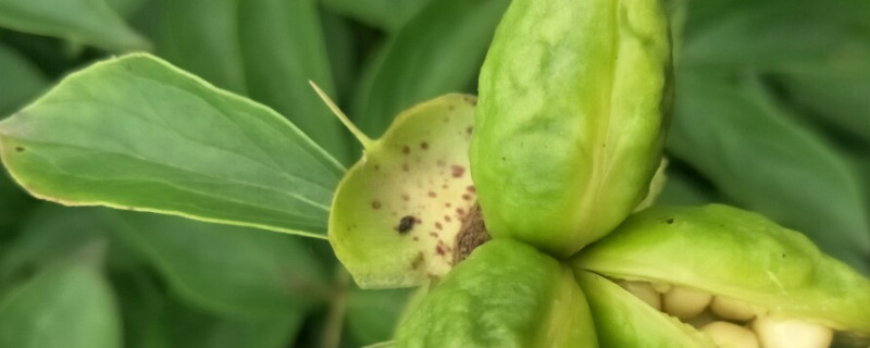 芍药花的种子怎么种才能出苗