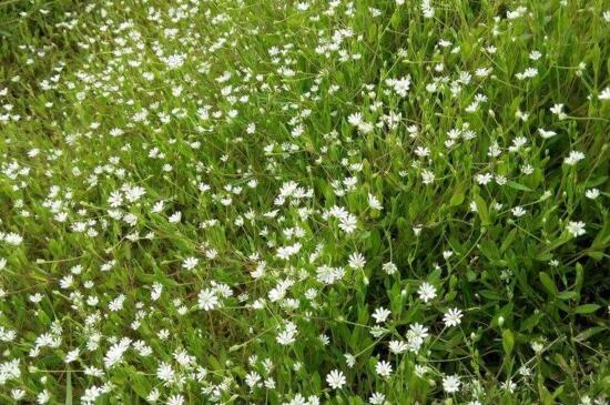 满天星花谢枝要剪掉吗，可以减掉能集中养分