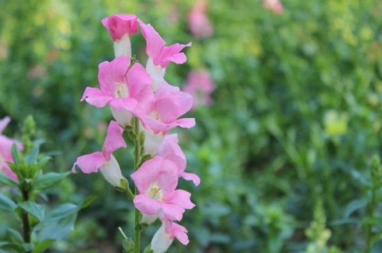 金鱼草怎么种植，6个要点让花朵饱满鲜艳