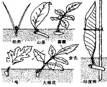 扦插繁殖