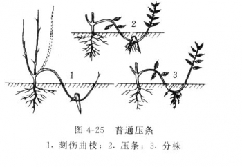 压条繁殖