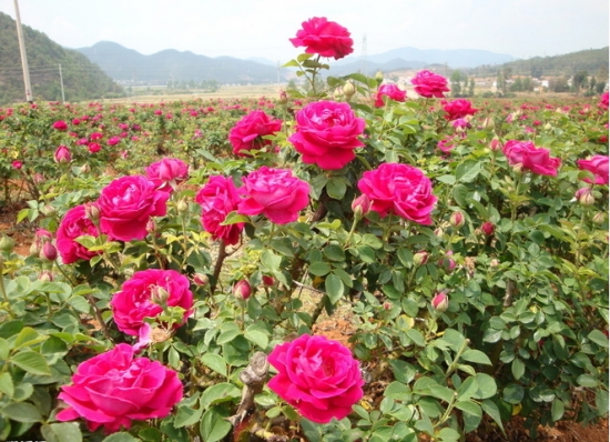 玫瑰花植株