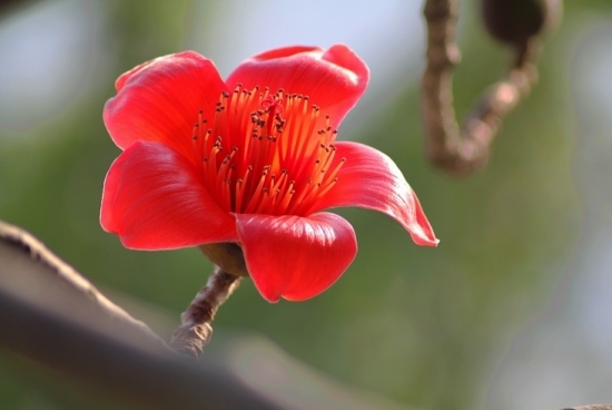 艳丽的木棉花