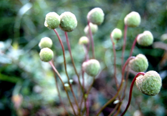 野棉花果实