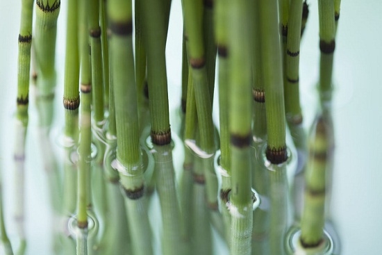 水生植物