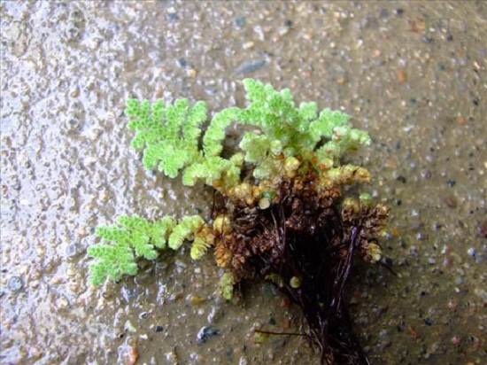 满江红植株