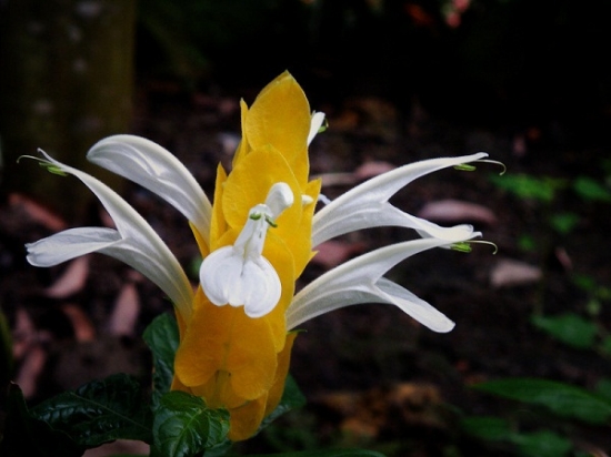 金苞虾衣花