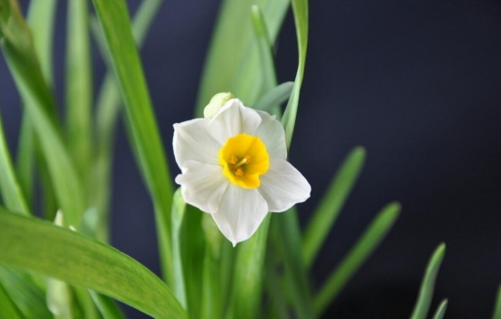 春节家里摆什么花最好