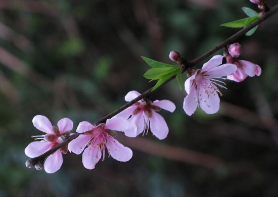 春节家里摆什么花最好