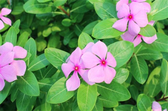 长春花什么时候开花，养护得当可全年开花