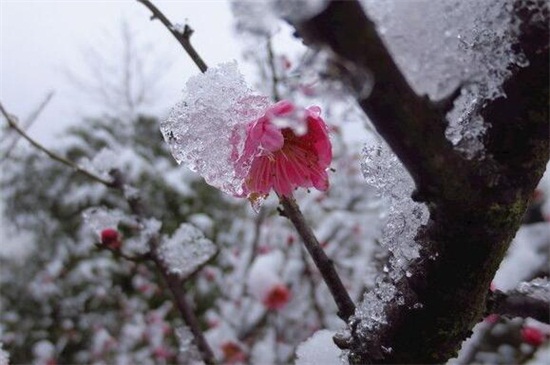 冬季如何防止花冻死，五个方法让花越冬