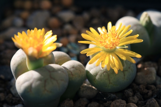 生石花开花