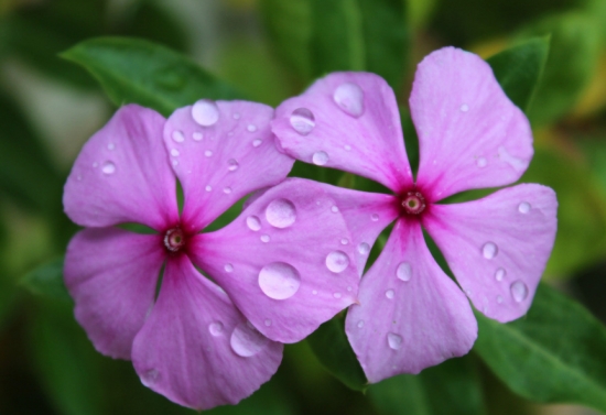 长春花的花语