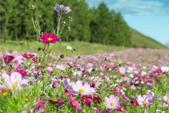 格桑花的花期