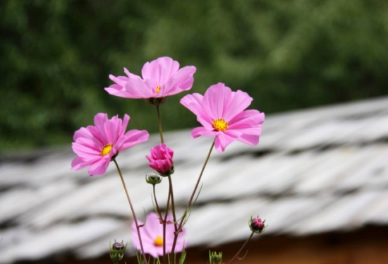 格桑花的花期