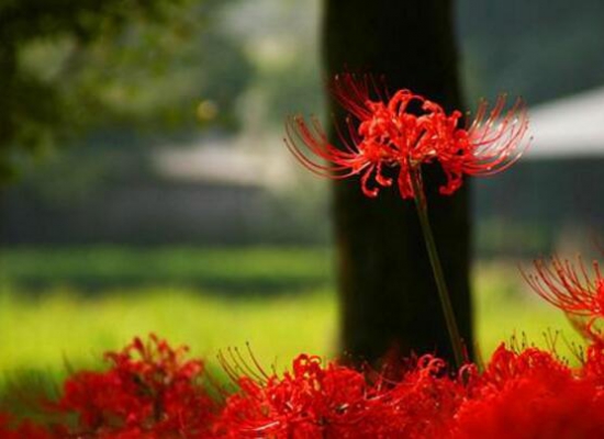 彼岸花花语是什么，不同国家寓意不同/中国是优美纯洁