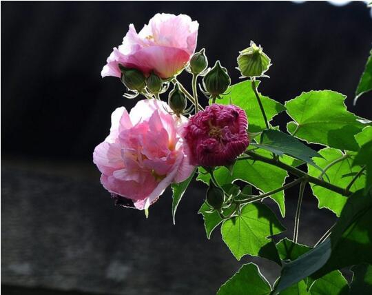 木芙蓉花什么时候开花，花期在9—11月