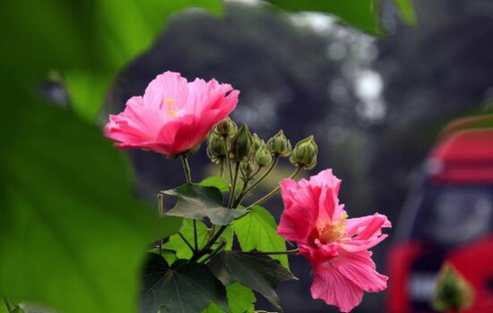 木芙蓉花什么时候开花，花期在9—11月