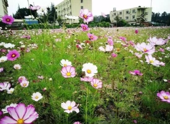 格桑花种子需要泡水吗，泡过水后可以防治苗期病害