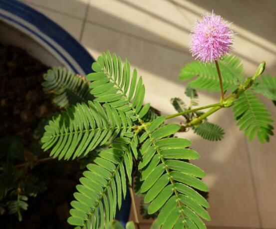 含羞草是花还是草，实则一种开花的草本植物​