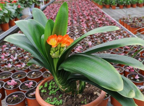 草本植物大全：一年生或多年生草本植物赏析