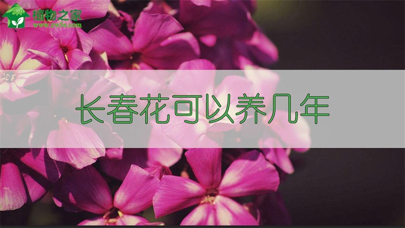 长春花可以养几年