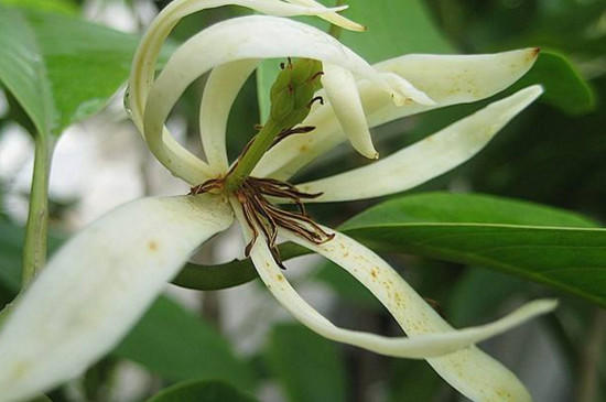 白兰花盆栽方法矮化