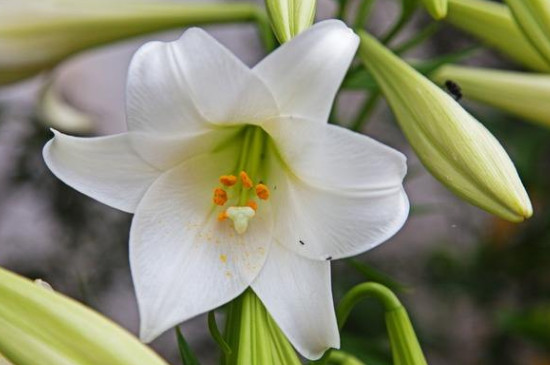 百合花一盆栽几株