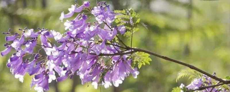 蓝楹花和蓝花楹区别