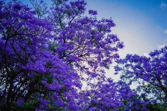 蓝楹花和蓝花楹区别