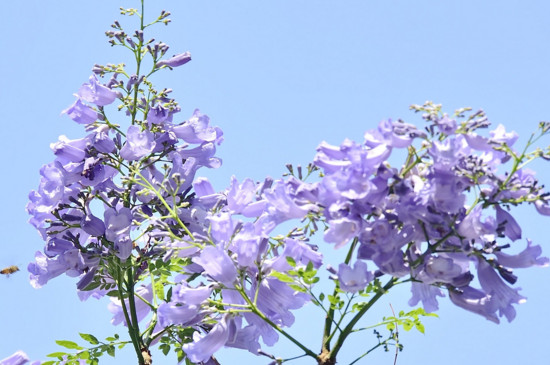 蓝楹花和蓝花楹区别