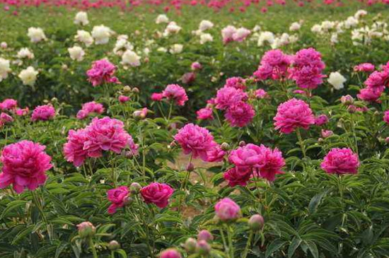 柳河芍药花谷在哪