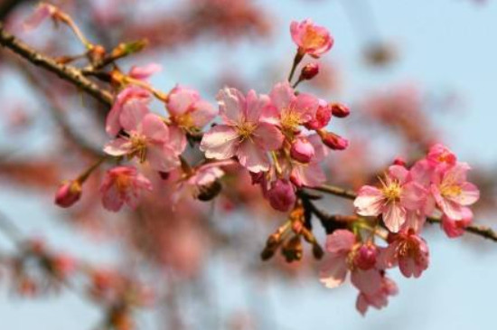 河津樱的花期