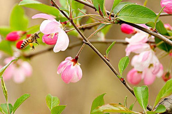 染井吉野樱的花期